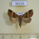 56110p Noctuidae Niphonyx segregata Primorye $6