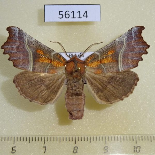 Noctuidae Scoliopteryx libatrix Transbaikal reg.
