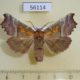 56114p Noctuidae Scoliopteryx libatrix Transbaikal reg. $7
