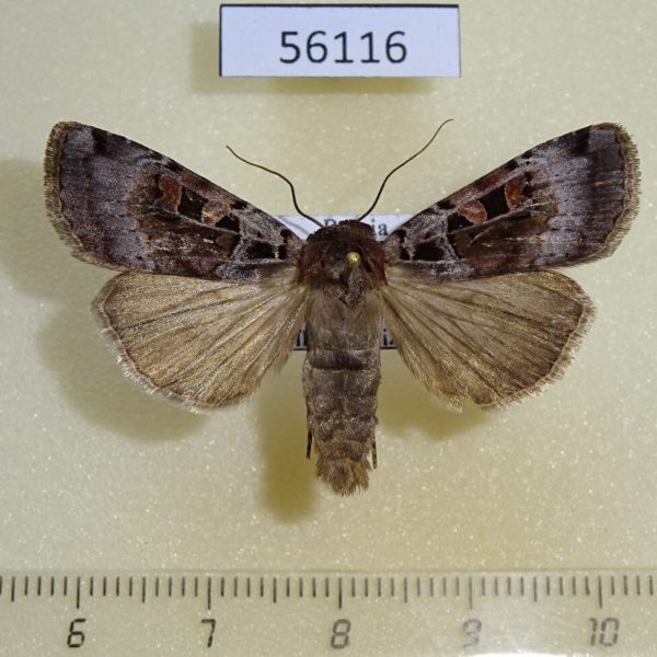 Noctuidae Xestia kollari Transbaikal reg.