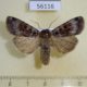 56116p Noctuidae Xestia kollari Transbaikal reg. $7