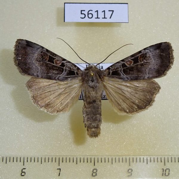 Noctuidae Xestia kollari Transbaikal reg.