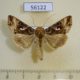 56122p Noctuidae Autographa macrogamma Transbaikal reg. $10