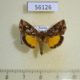 56126p Noctuidae Panchrysia dives Transbaikal reg. $8