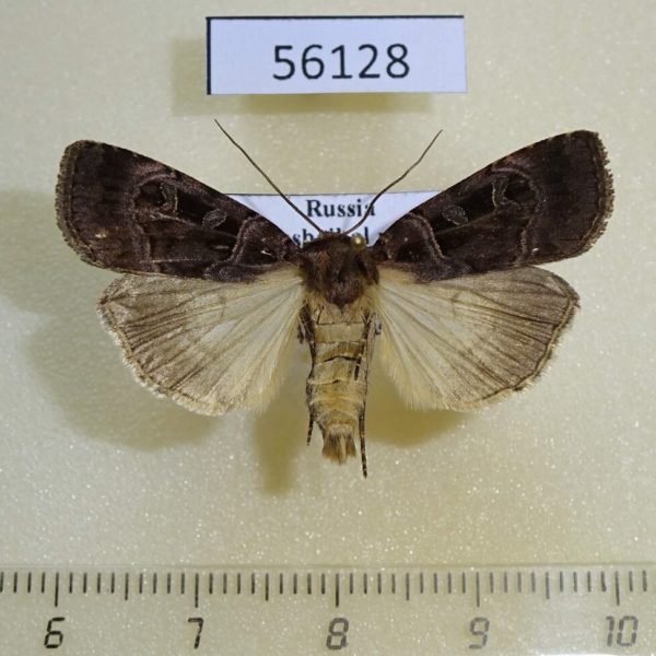 Noctuidae Pseudohermonassa melancholica Transbaikal reg.
