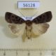 56128p Noctuidae Pseudohermonassa melancholica Transbaikal reg. $6