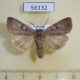 56132p Noctuidae Coenophila subrosea Transbaikal reg. $8