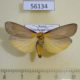 56134p Arctiidae Lithosia quadra Transbaikal reg. $4