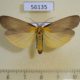 56135p Arctiidae Lithosia quadra Transbaikal reg. $4