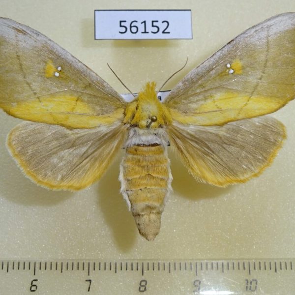 Notodontiidae Euchampsonia splendida f Primorye