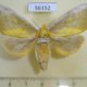 56152p Notodontiidae Euchampsonia splendida Primorye $10