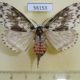 56153p Lymantridae Lymantria monacha f Transbaikal reg. $8