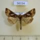 56154p Noctuidae Autographa macrogamma Transbaikal reg. $10