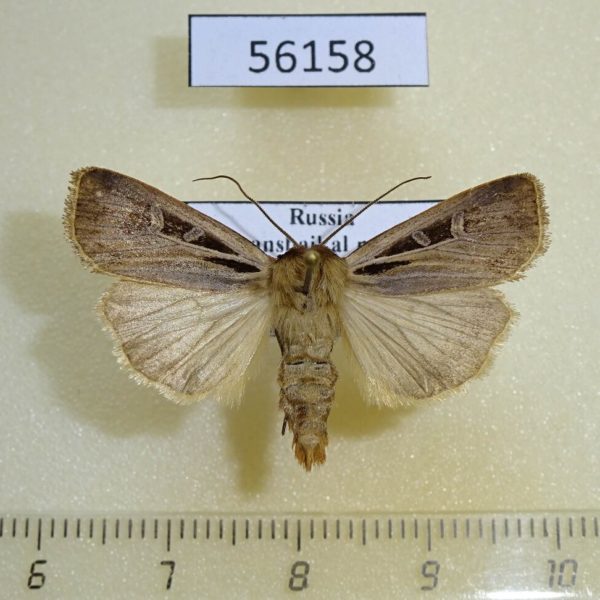 Noctuidae Pseudohermonassa ononensis Transbaikal reg.