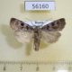 56160p Noctuidae Chersotis deplanata Transbaikal reg. $5