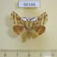 56166p Lasiocampidae Malacosoma castrense Transbaikal reg. $5
