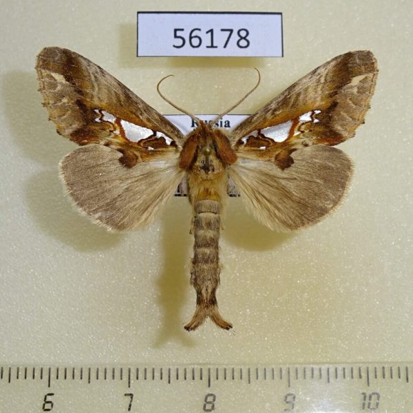 Notodontiidae Spatalia doerrissi Primorye