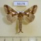 56178p Notodontiidae Spatalia doerrissi Primorye $6