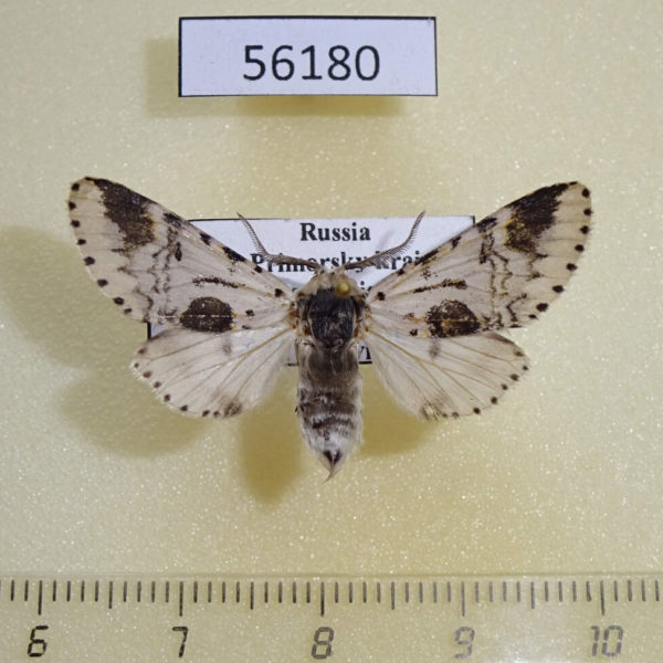 Notodontiidae Furcula bicuspis Primorye