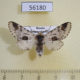56180p Notodontiidae Furcula bicuspis Primorye $5
