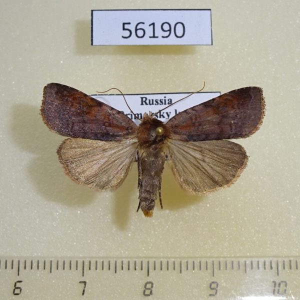 Noctuidae Diarsia ruficauda Primorye