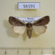 56191p Noctuidae Ochropleura plecta Primorye $5