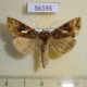 56195p Noctuidae Autographa macrogamma Transbaikal reg. $8