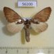 56200p Notodontiidae Spatalia dives f Primorye $7