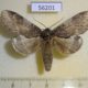 56201p Notodontiidae Peridea gigantea Primorye $7