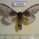 56202p Notodontiidae Peridea moltrechti Primorye $7