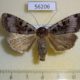 56206p Noctuidae Xestia kollari f Primorye $8