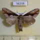 56208p Notodontiidae Nericoides leechi Primorye $6