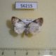 56215p Noctuidae Nolatripa lactaria Primorye $6