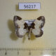 56217p Geometridae Mesoleuca albicillata Primorye $5