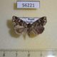 56221p Noctuidae Callopistria albolineola Primorye $10