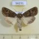 56231p Noctuidae Sidemia spilogramma Primorye $8