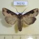 56232p Noctuidae Agrotis tokionis Primorye $9