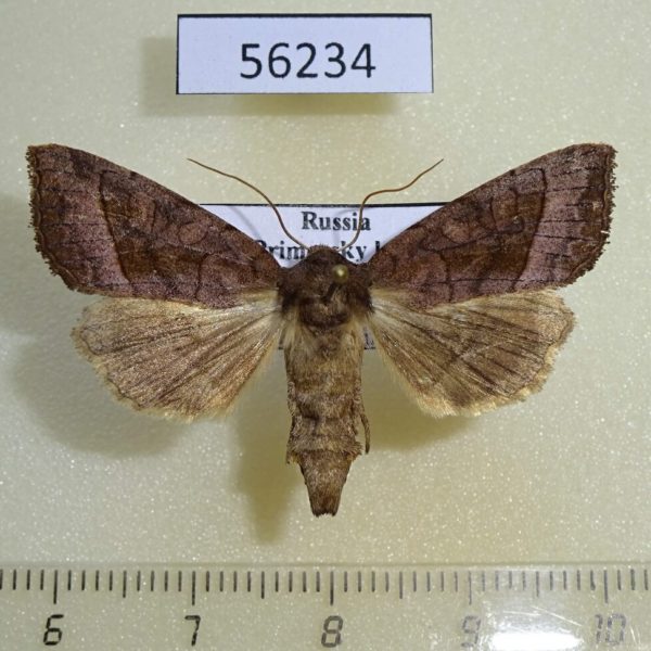 Noctuidae Hydraecia petasitis f Primorye