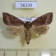 56234p Noctuidae Hydraecia petasitis f Primorye $8
