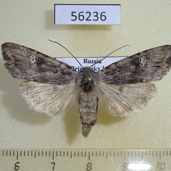 Noctuidae Lithomoia solidaginis Primorye