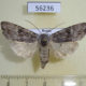 56236p Noctuidae Lithomoia solidaginis Primorye $4