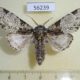56239p Noctuidae Thiacidas egregia Primorye $7