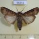 56241p Noctuidae Agrotis ipsilon Primorye $5