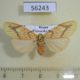 56243p Arctiidae Barsine striata f Primorye $7