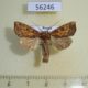 56246p Noctuidae Gortyna basalipunctata Primorye $7