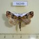56249p Noctuidae Callopistria repleta Primorye $6