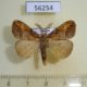 56254p Lymantridae Cifuna locuples Primorye $4