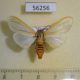 56256p Arctiidae Afromurzinia lutescens Uganda $13