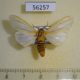 56257p Arctiidae Afromurzinia lutescens Uganda $15