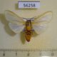 56258p Arctiidae Afromurzinia lutescens Uganda $15